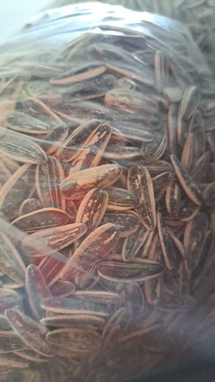 تخمه آفتابگردان